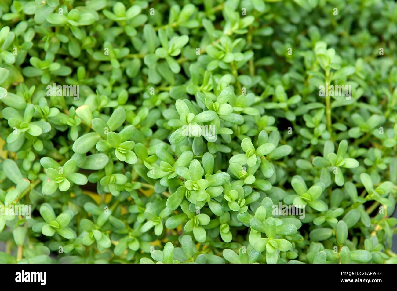 Brahmi, Bacopa monnieri Stock Photo