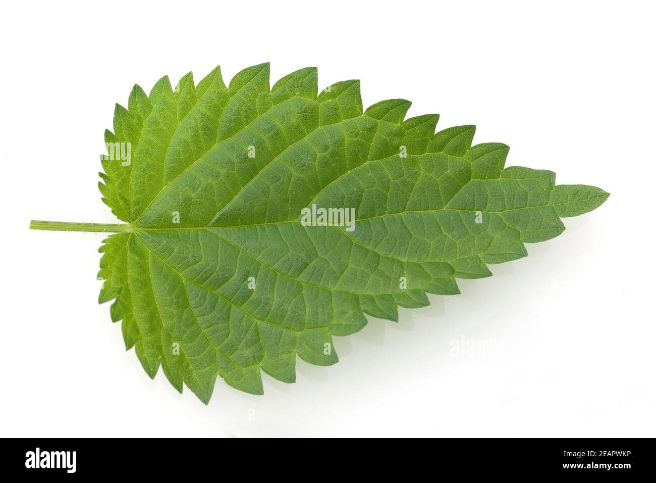 Graig nettles hi-res stock photography and images - Alamy