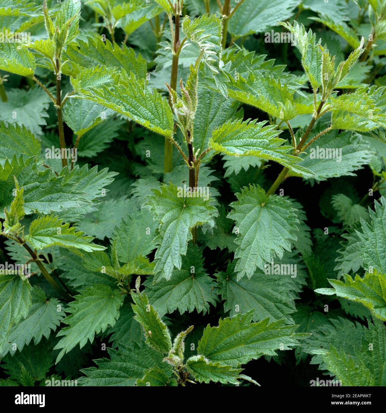 Brennnessel  Urtica Dioica Stock Photo