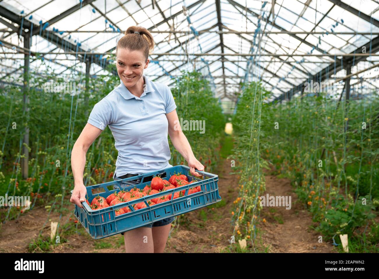 collection of ripe tomatoes in organic quality in a greenhouse on the ...