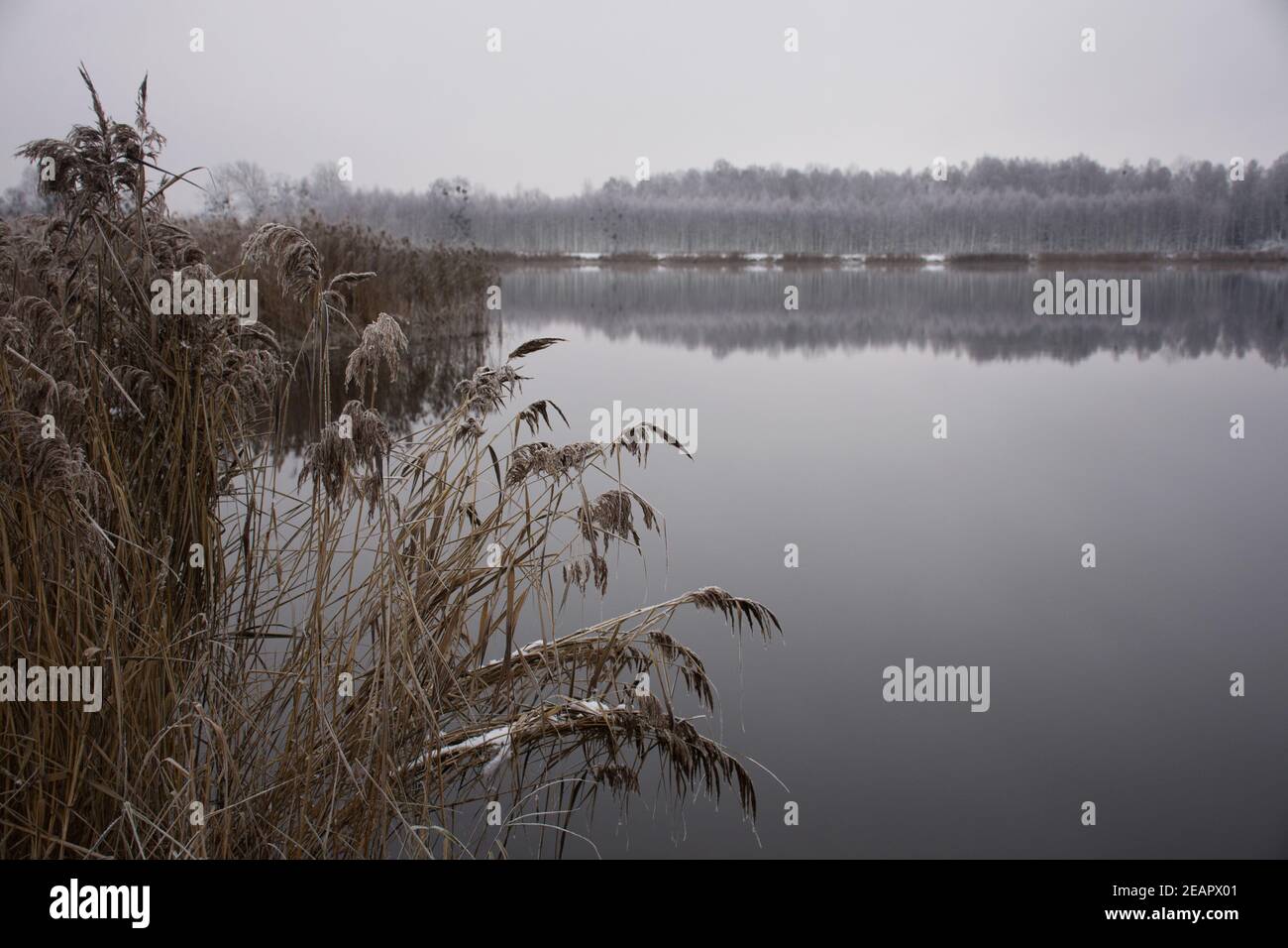Winter frosty landscape Stock Photo