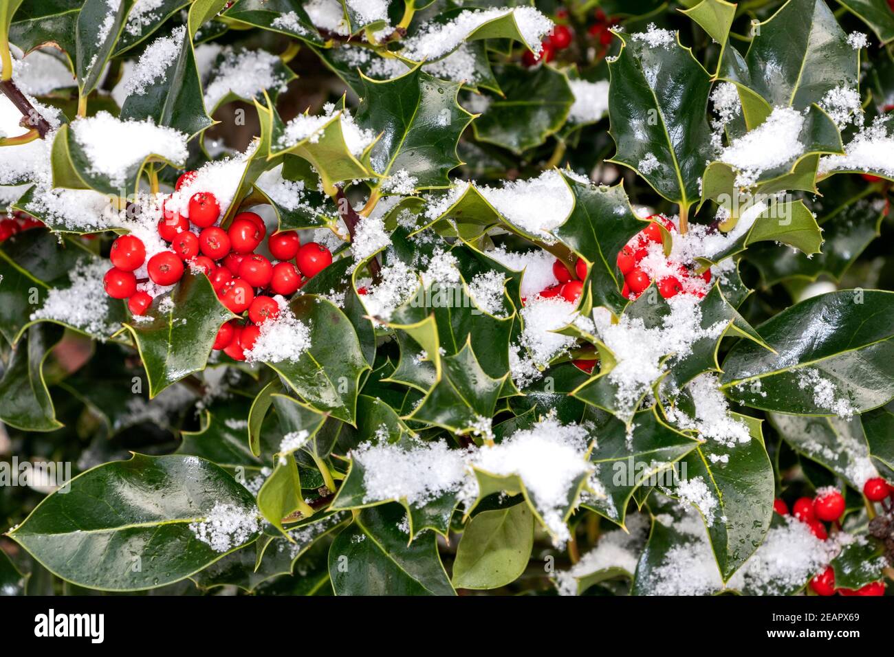 HOLLY BRANCHES AND RED BERRIES  Ilex aquifolium WITH EVERGREEN LEAVES IN WINTER WITH SNOW Stock Photo