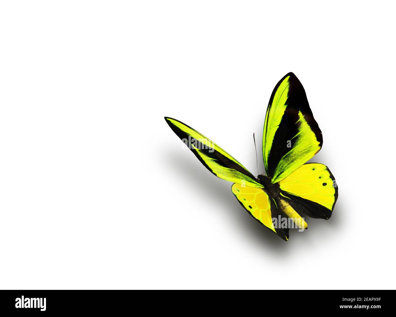 Butterfly flying white background hi-res stock photography and images -  Alamy
