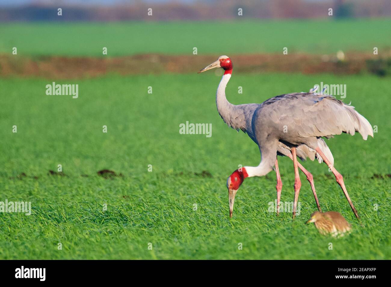Colours are the smiles of nature --- sarus crane Stock Photo