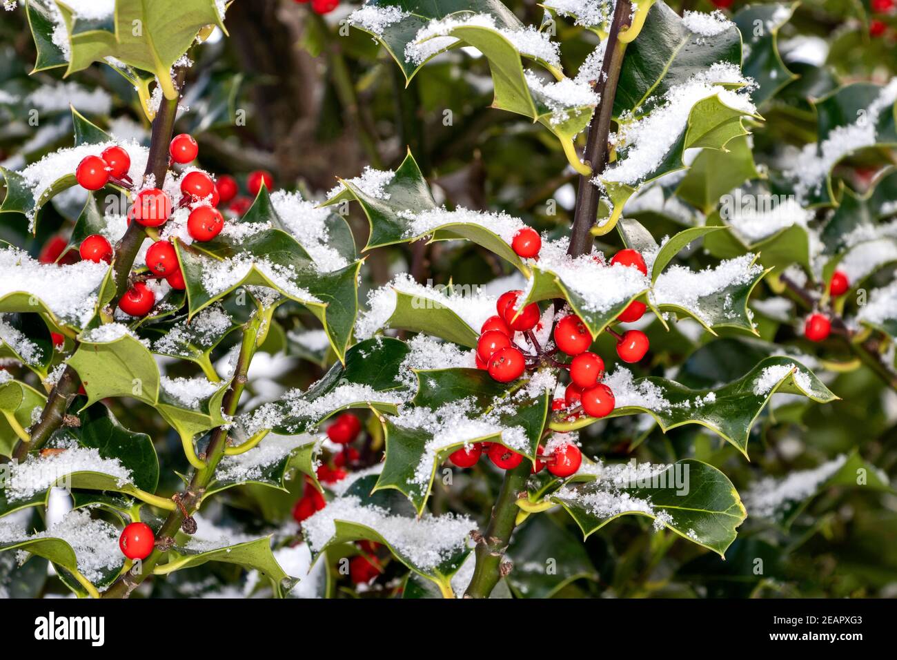 HOLLY WITH RED BERRIES  Ilex aquifolium WITH EVERGREEN LEAVES IN WINTER WITH SNOW Stock Photo