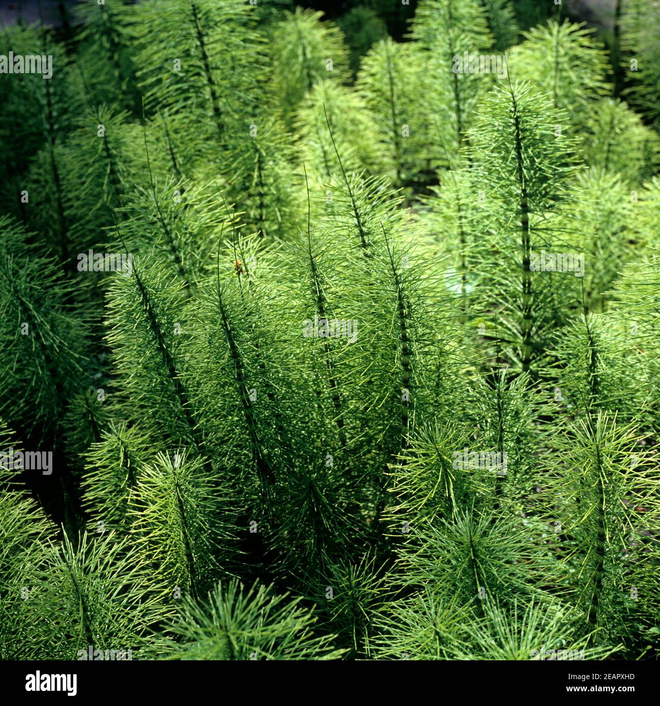 Schachtelhalm  Equisetum  maximum Stock Photo