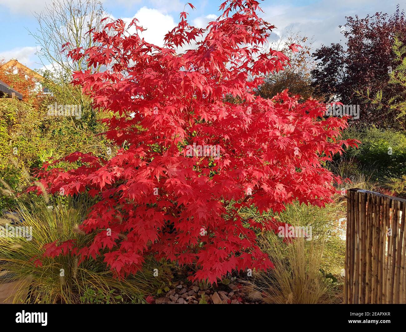 Faecherahorn, Herbst, Acer, palmatum, Osakazuki, japonicum Stock Photo ...