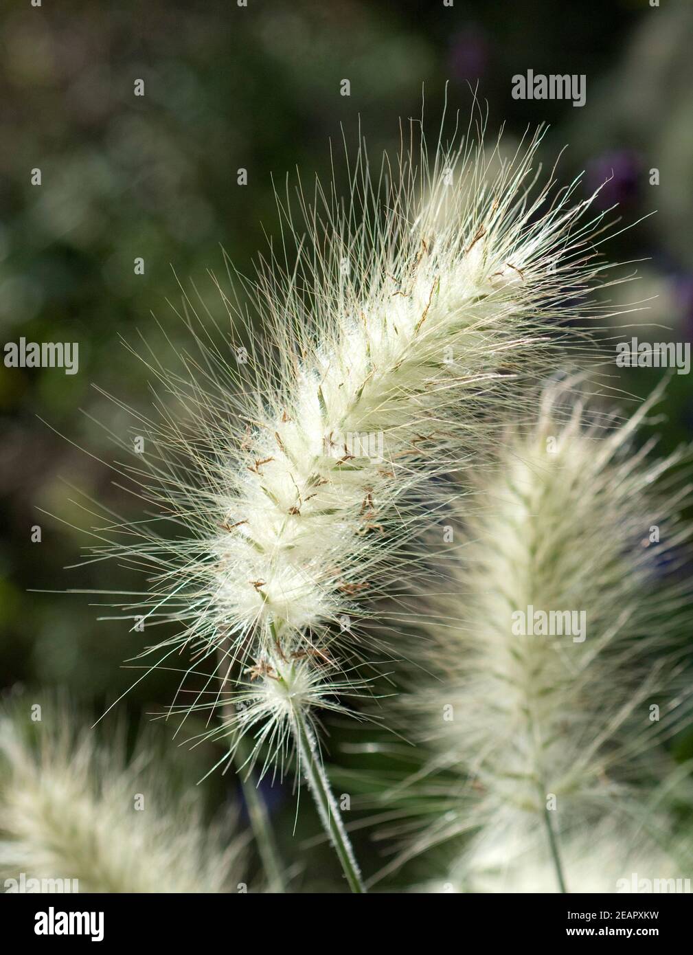 Lampenputzergras, Pennisetum compressum Stock Photo