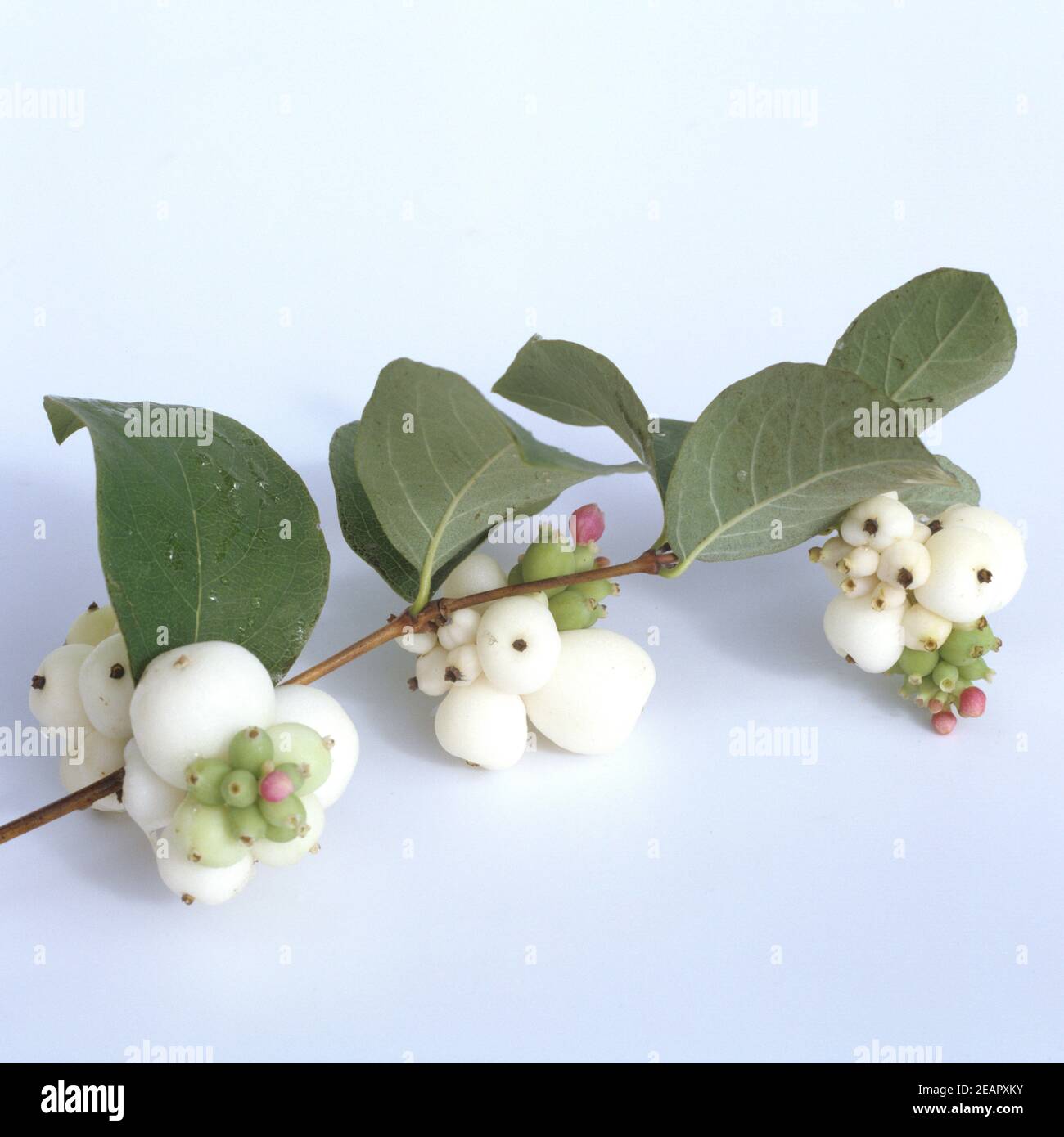 Branch with white berries with small flowers of the Common Snowberry  (Symphoricarpos albus), honeysuckle family (Aprifoliaceae). Netherlands,  Septembe Stock Photo - Alamy