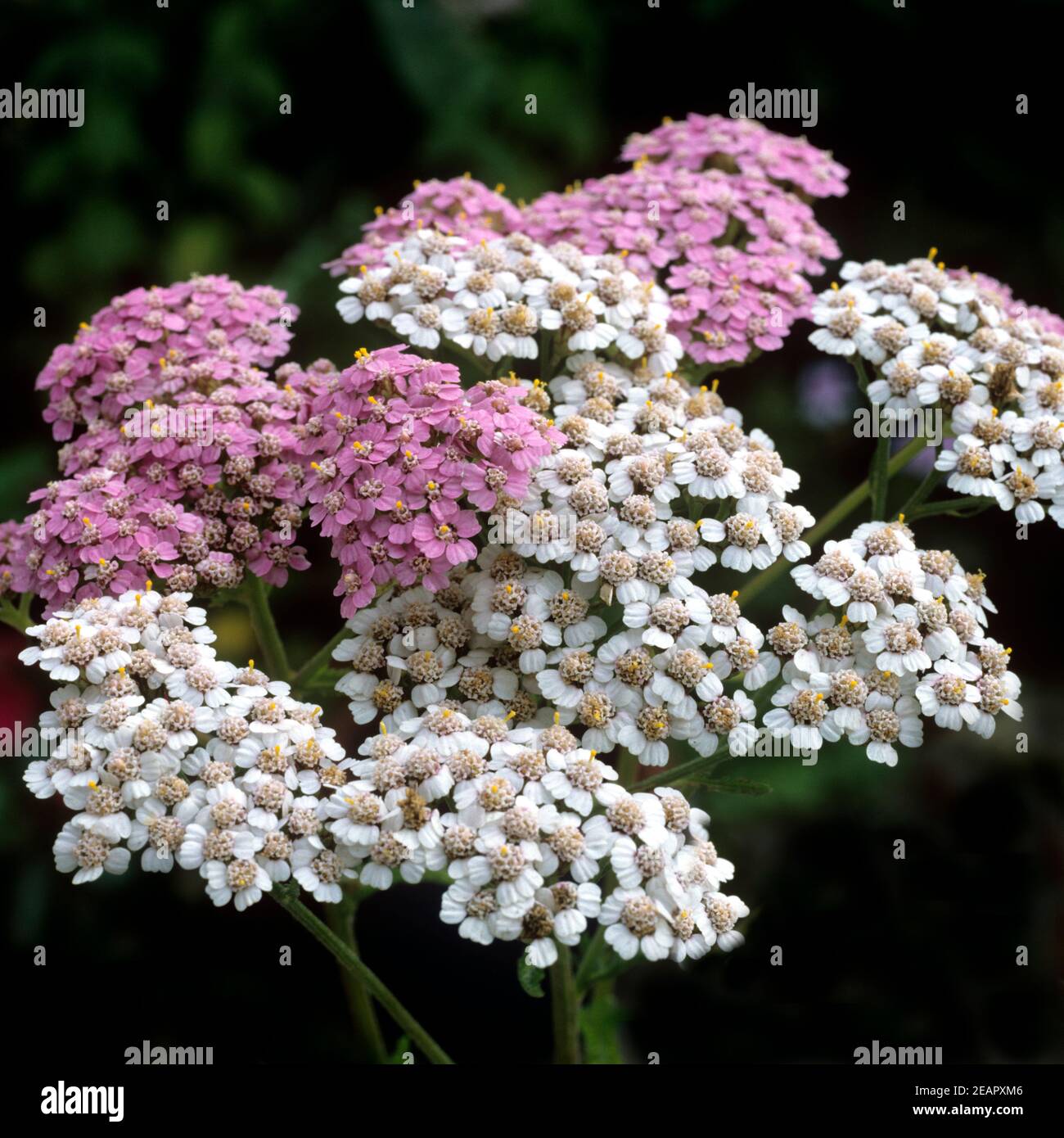 Schafgarbe Achillea millefolium Stock Photo Alamy