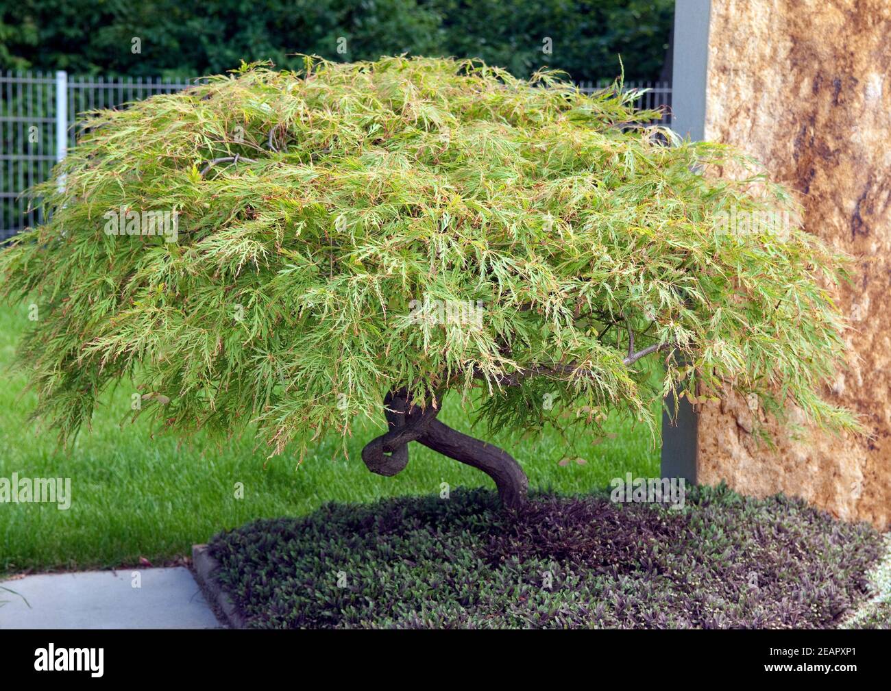 gruener, Faecherahorn, Acer, palmatum Stock Photo