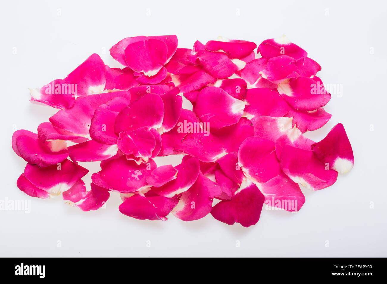 Pink rose petals falling hires stock photography and images Alamy