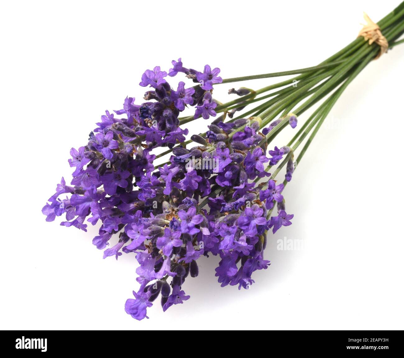 Lavendel, Lavendula, angustifolia, Heilpflanze Stock Photo