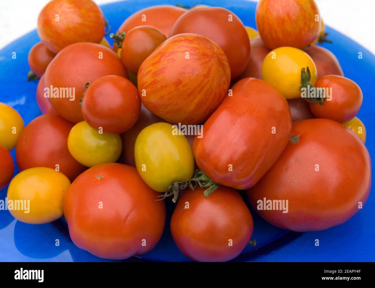 Schale mit Tomaten Stock Photo