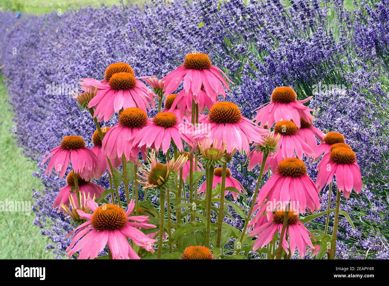 Lavendel; Lavendula; angustifolia; Roter, Sonnenhut Stock Photo