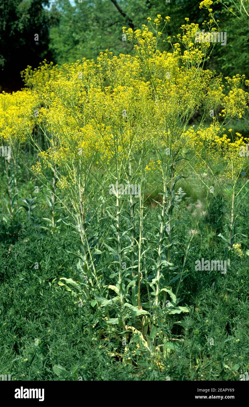 Faerberwaid  Isatis tinctoria Stock Photo