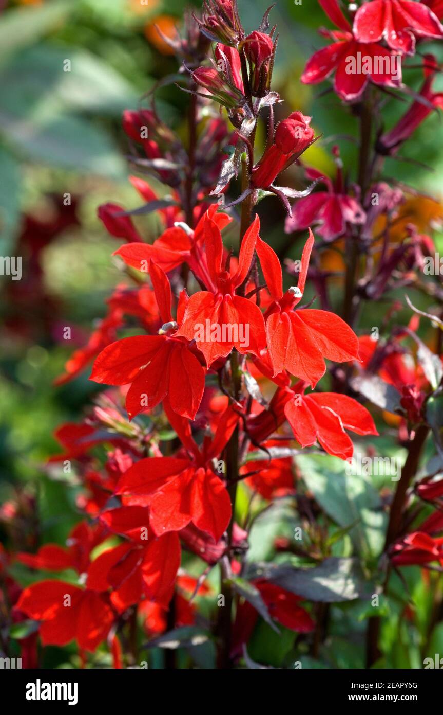 Scharlachroter Salbei Samen Von N.L.Chrestensen – Scarlet Sage Für Ihren Garten