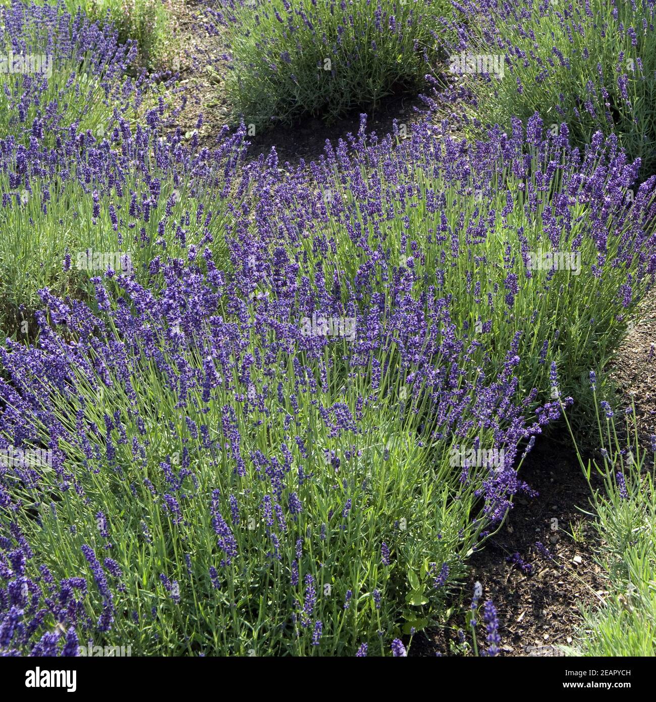 Lavendel, Lavendula, Hidcote Blue Stock Photo