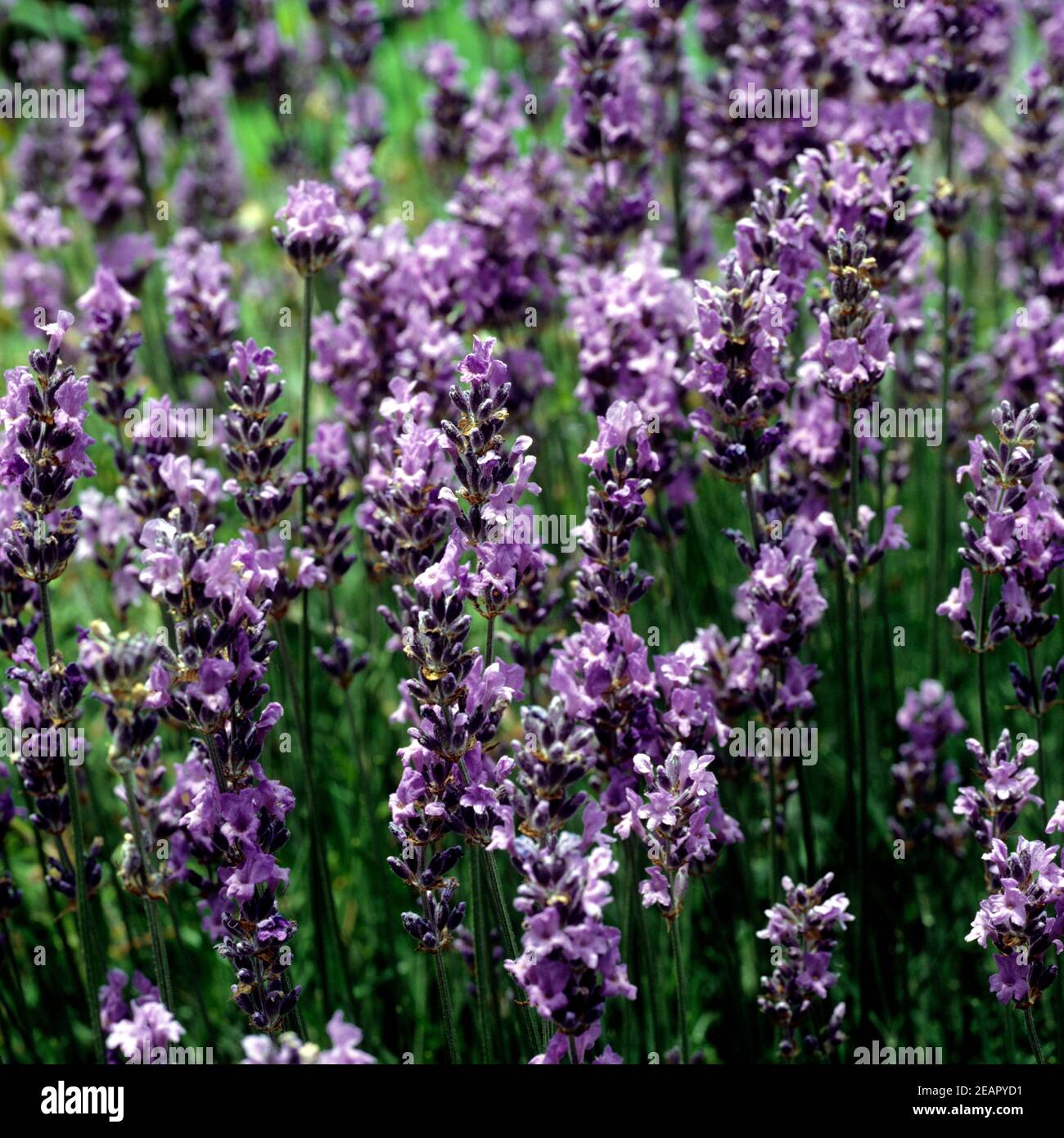 Lavendelblueten  Lavendula angustifolia Stock Photo