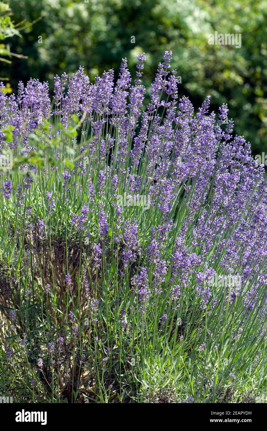 Lavendel Stock Photo