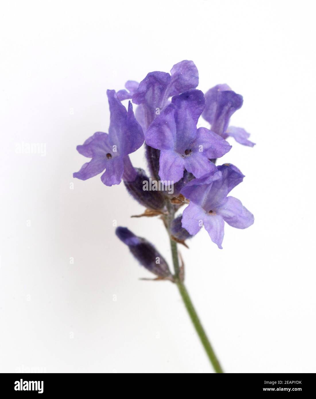 Lavendelbluete, Lavendula angustifolia Stock Photo