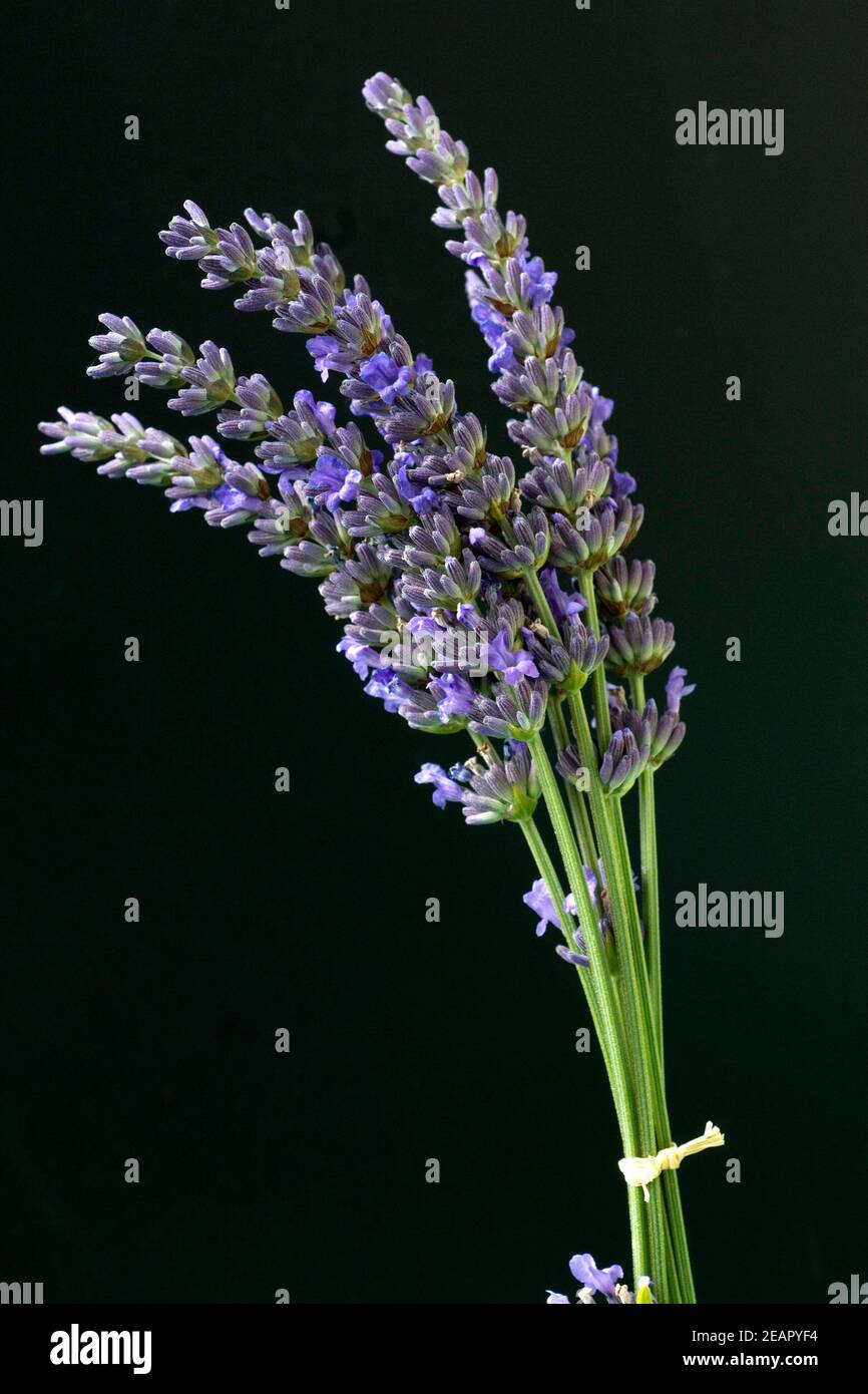 Lavendelstrauss  Lavendel  Lavendula angustifolia Stock Photo