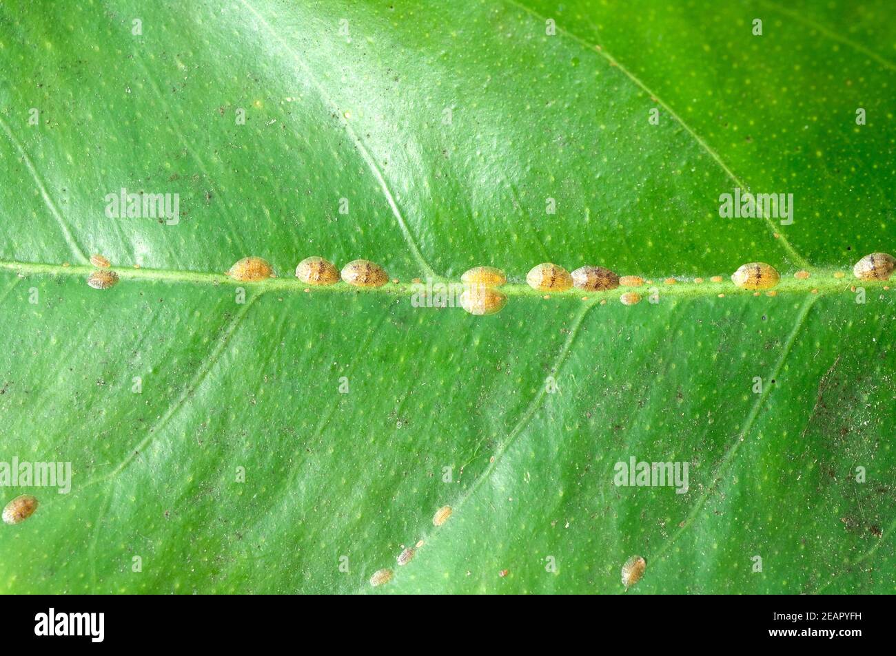 Schildlaeuse, Coccoidea Stock Photo