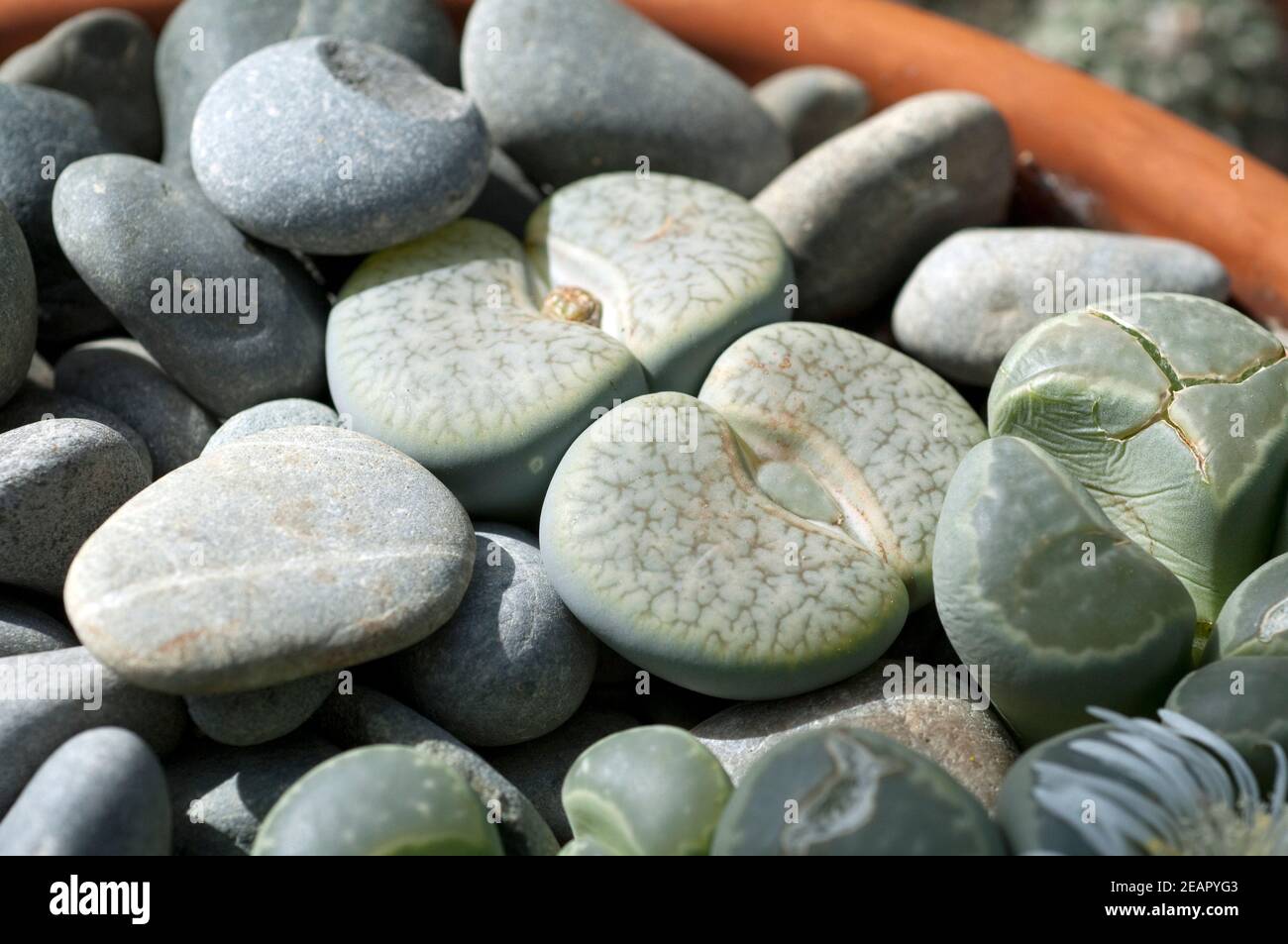 Lebende Steine, Lithops Stock Photo