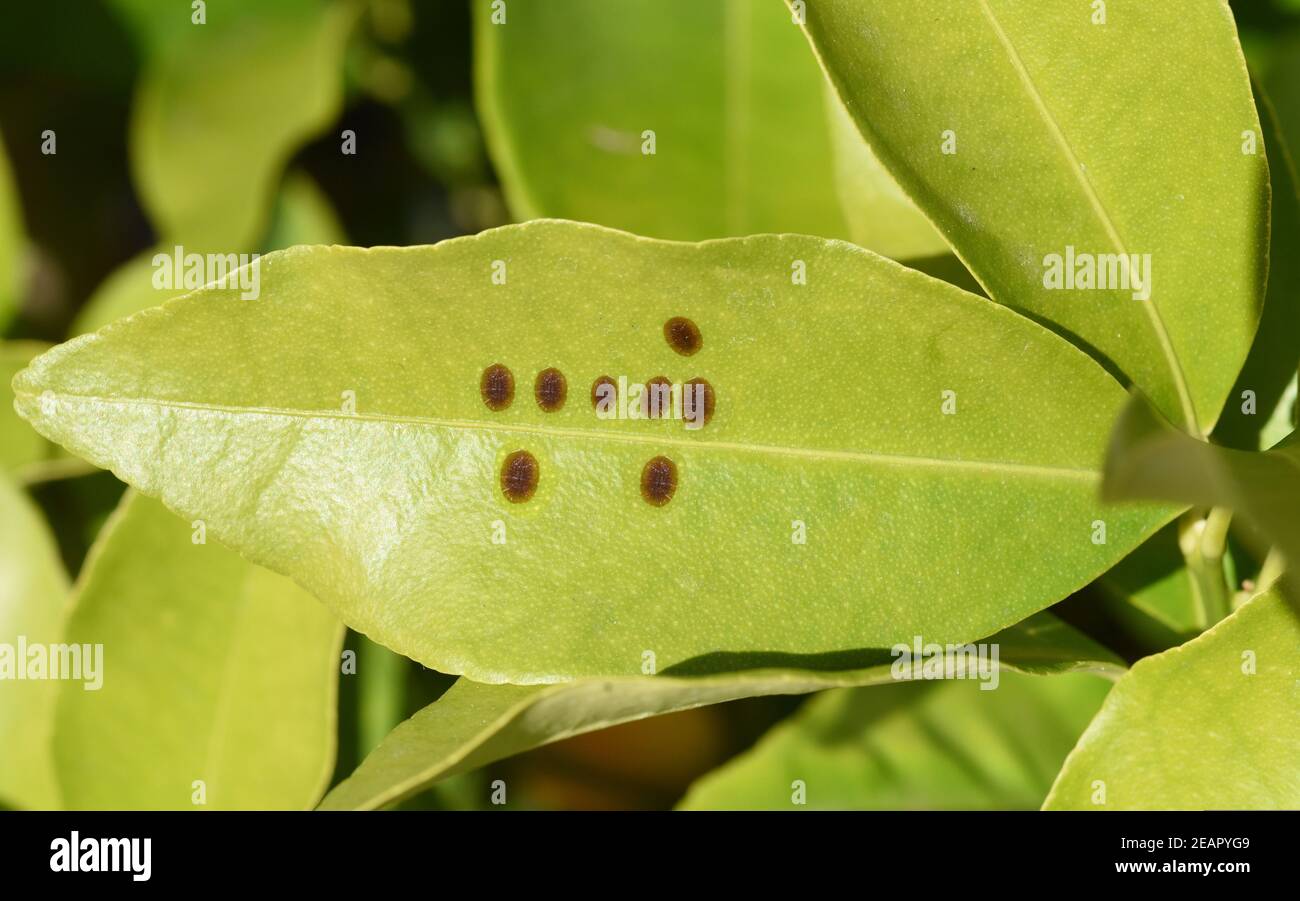 Schildlaeuse, Coccoidea Stock Photo
