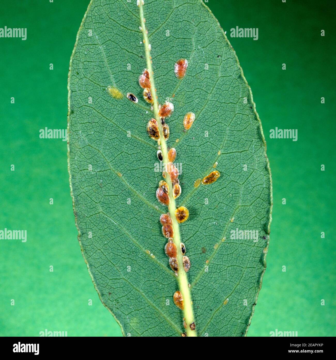 Schildlaeuse  Coccoidea Stock Photo