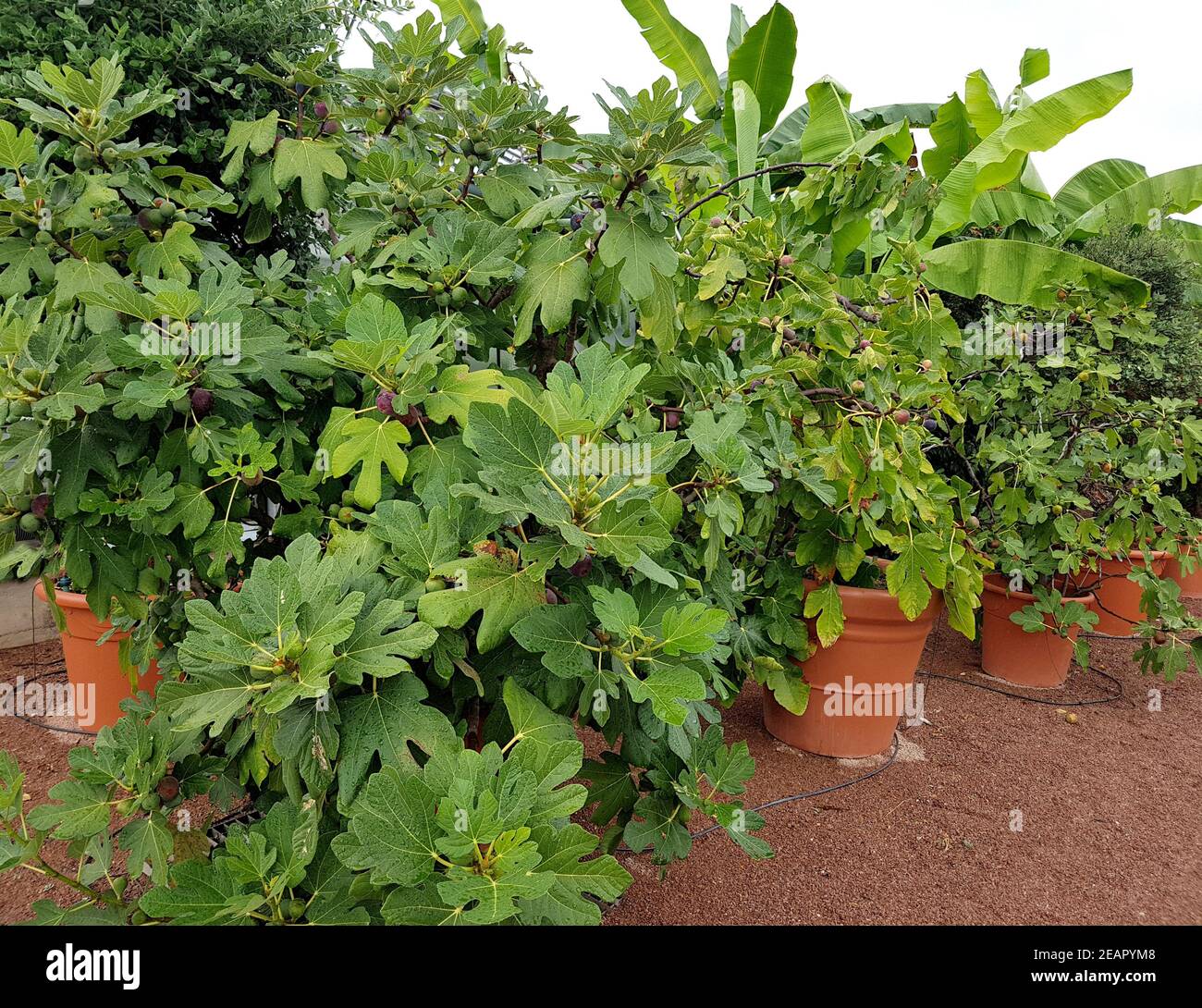 Feigen, Ficus carica, Feigenbaum Stock Photo
