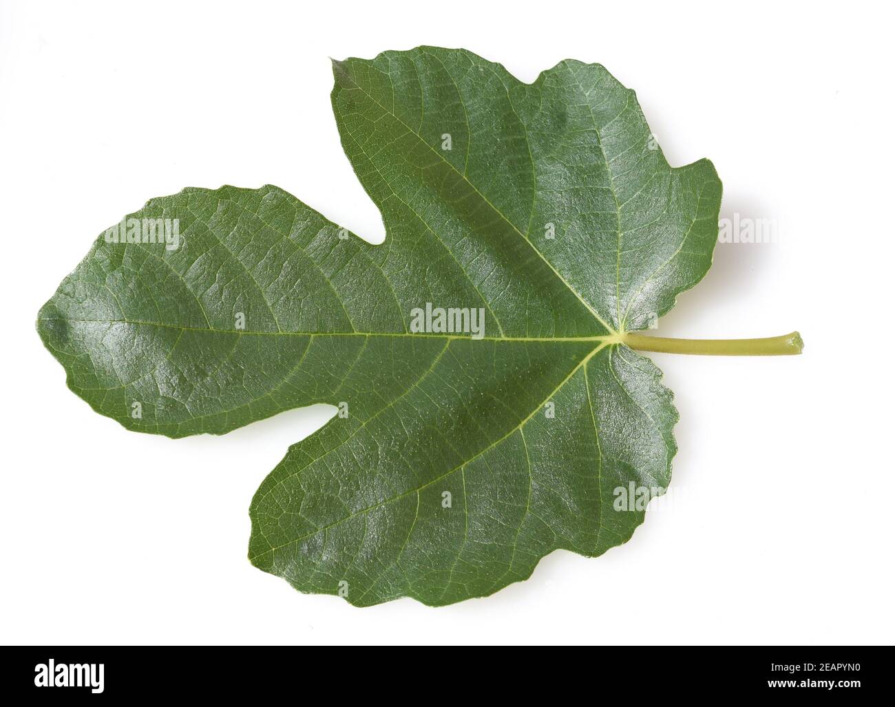 Feigenblatt, Ficus carica Stock Photo