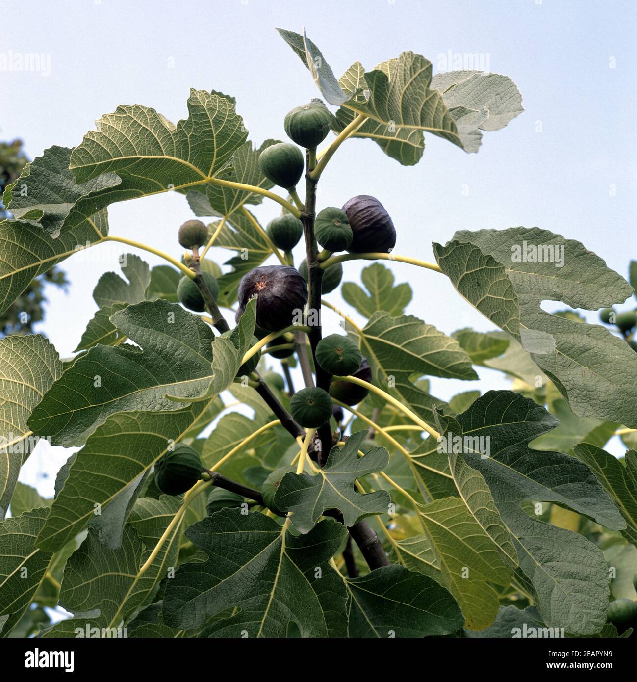 Feigenbaum  Ficus carica Stock Photo