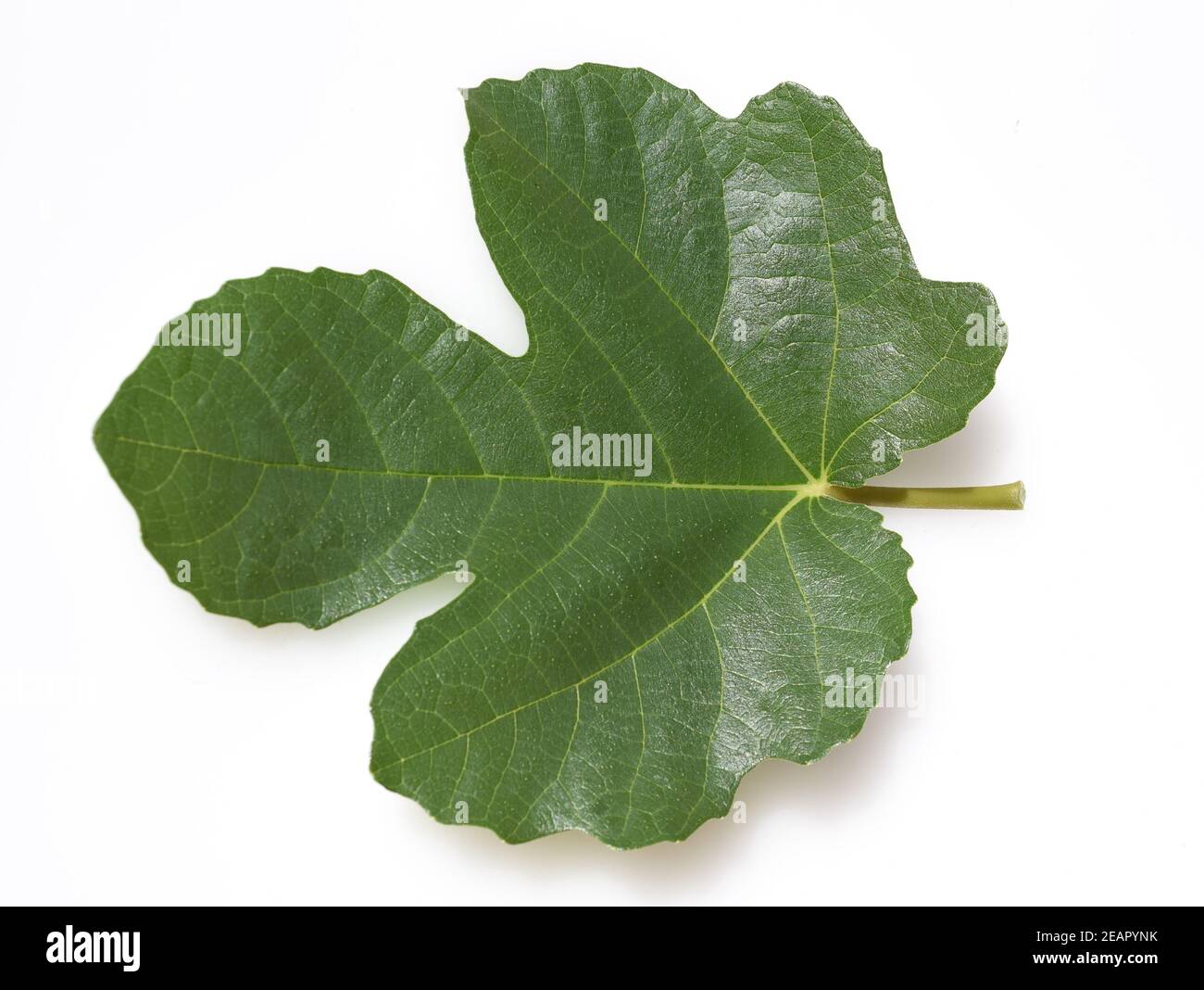 Feigenblatt, Ficus carica Stock Photo
