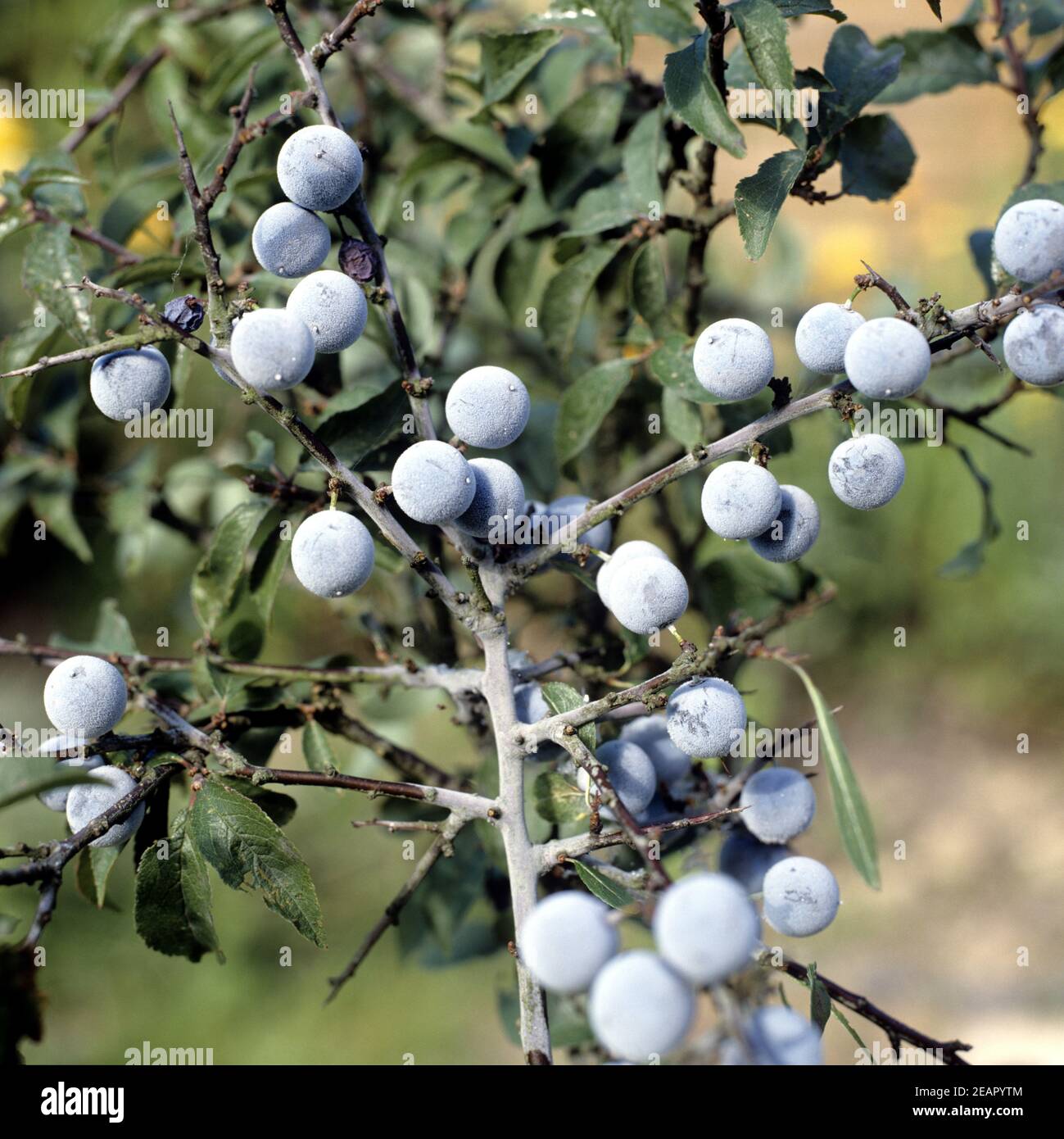 Schlehdorn Beeren Hi res Stock Photography And Images Alamy schlehdorn-beeren-hi-res-stock-photography-and-images-alamy