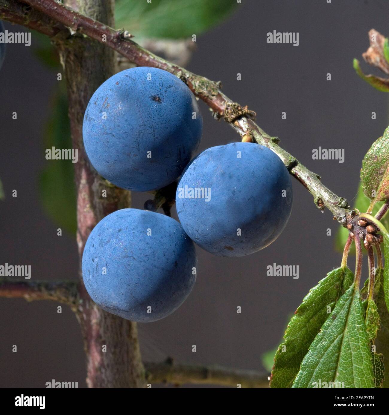 Frucht Fruechte High Resolution Stock Photography and Images - Alamy