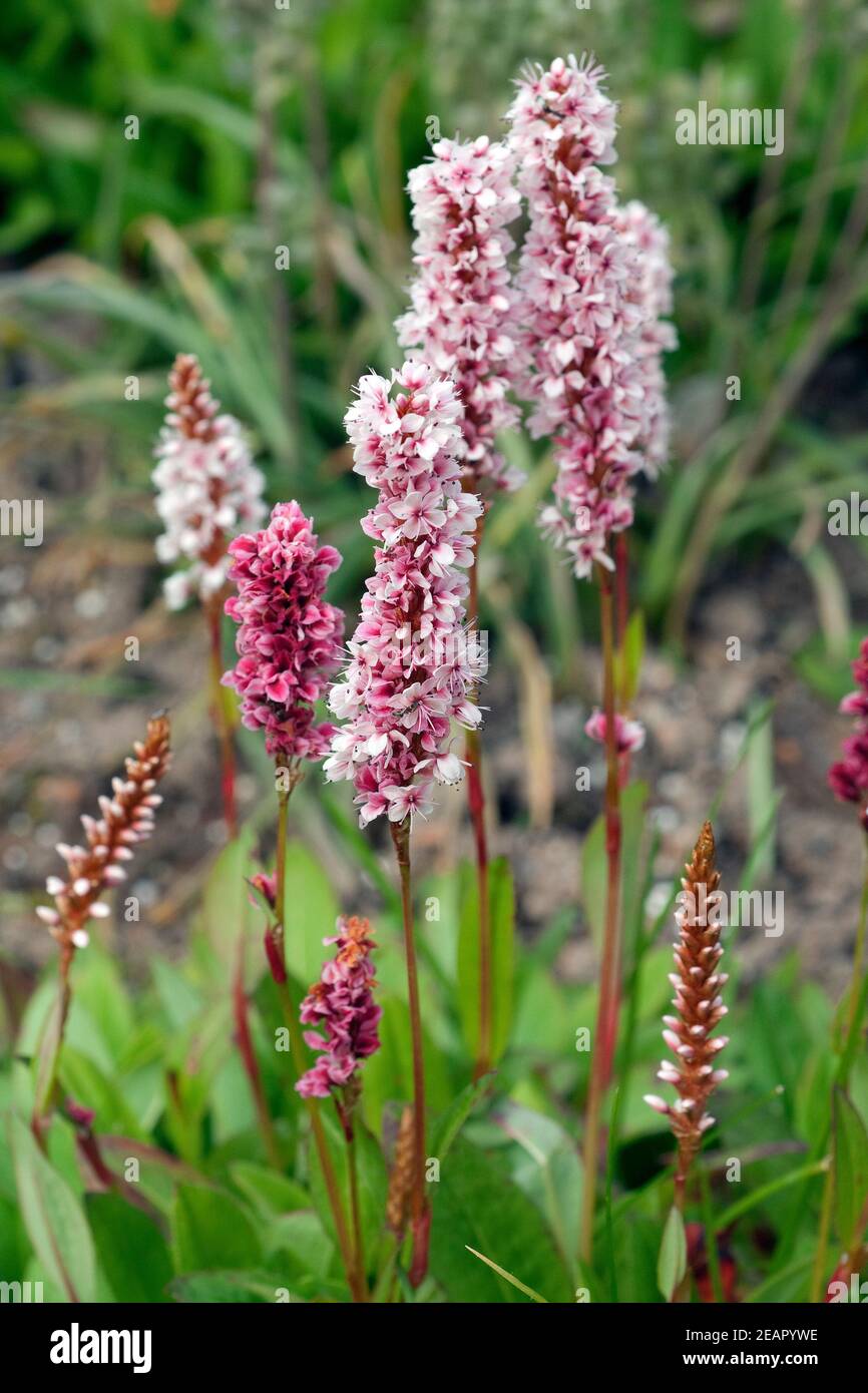 Schlangenwurz; Bistorta; affinis Stock Photo Alamy