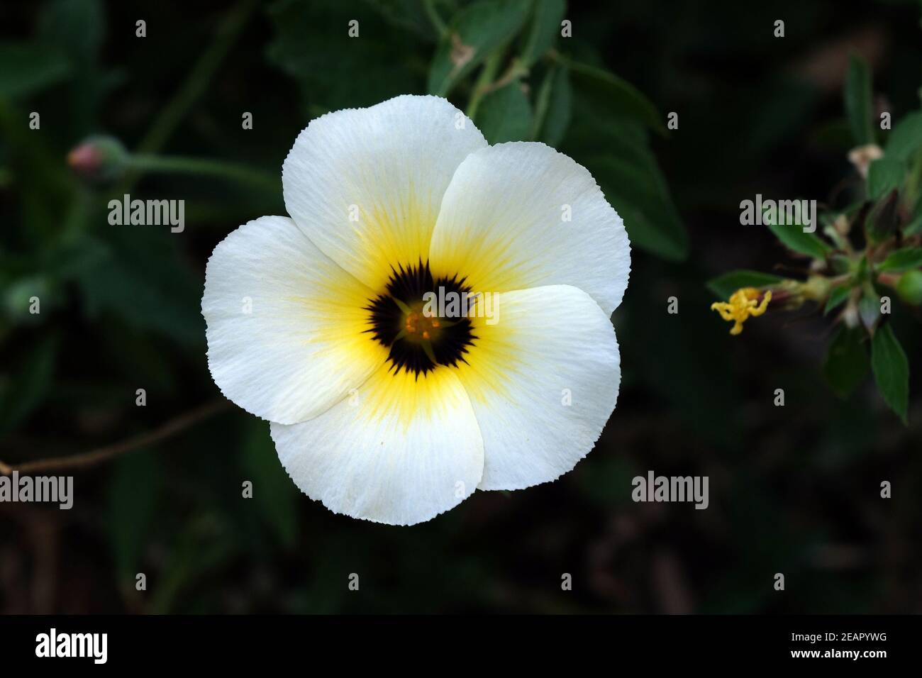 Turnera diffusa, known as damiana flower blooming in garden, Kumrokhali, West Bengal, India Stock Photo