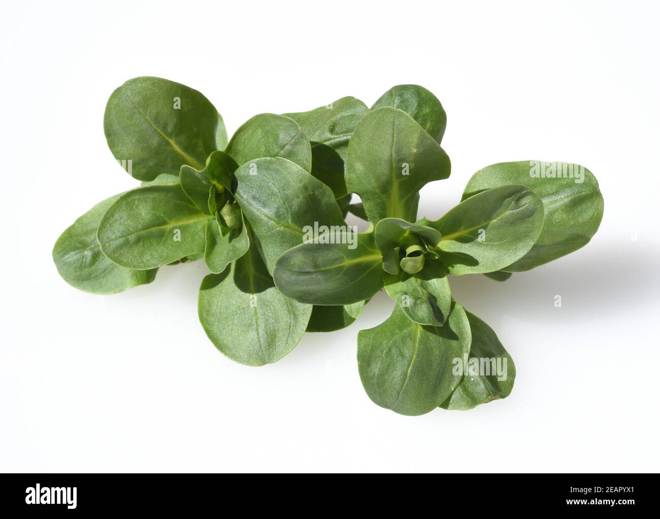 Feldsalat, Valerianella, locusta Stock Photo