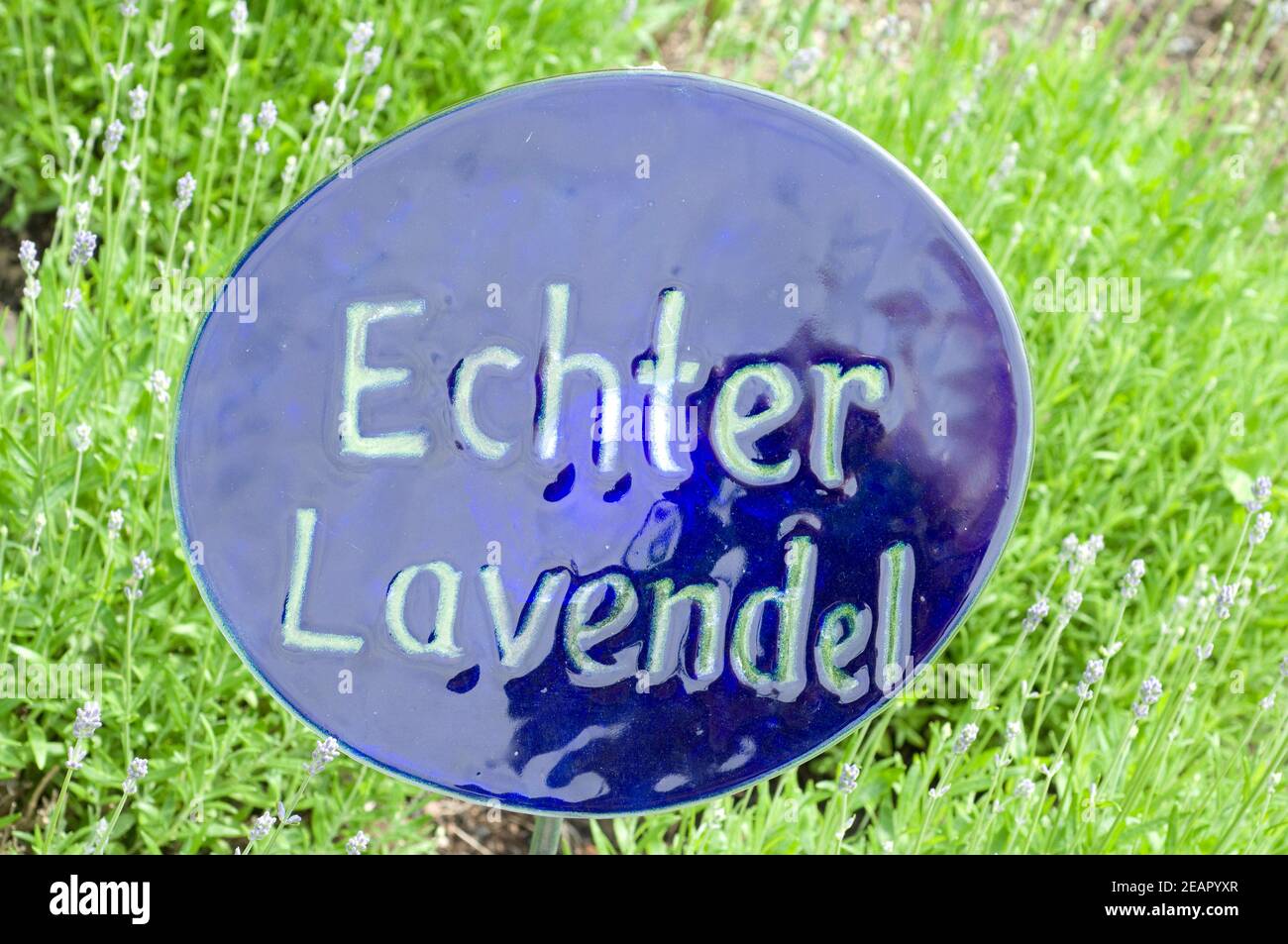 Echter Lavendel High Resolution Stock Photography And Images Alamy