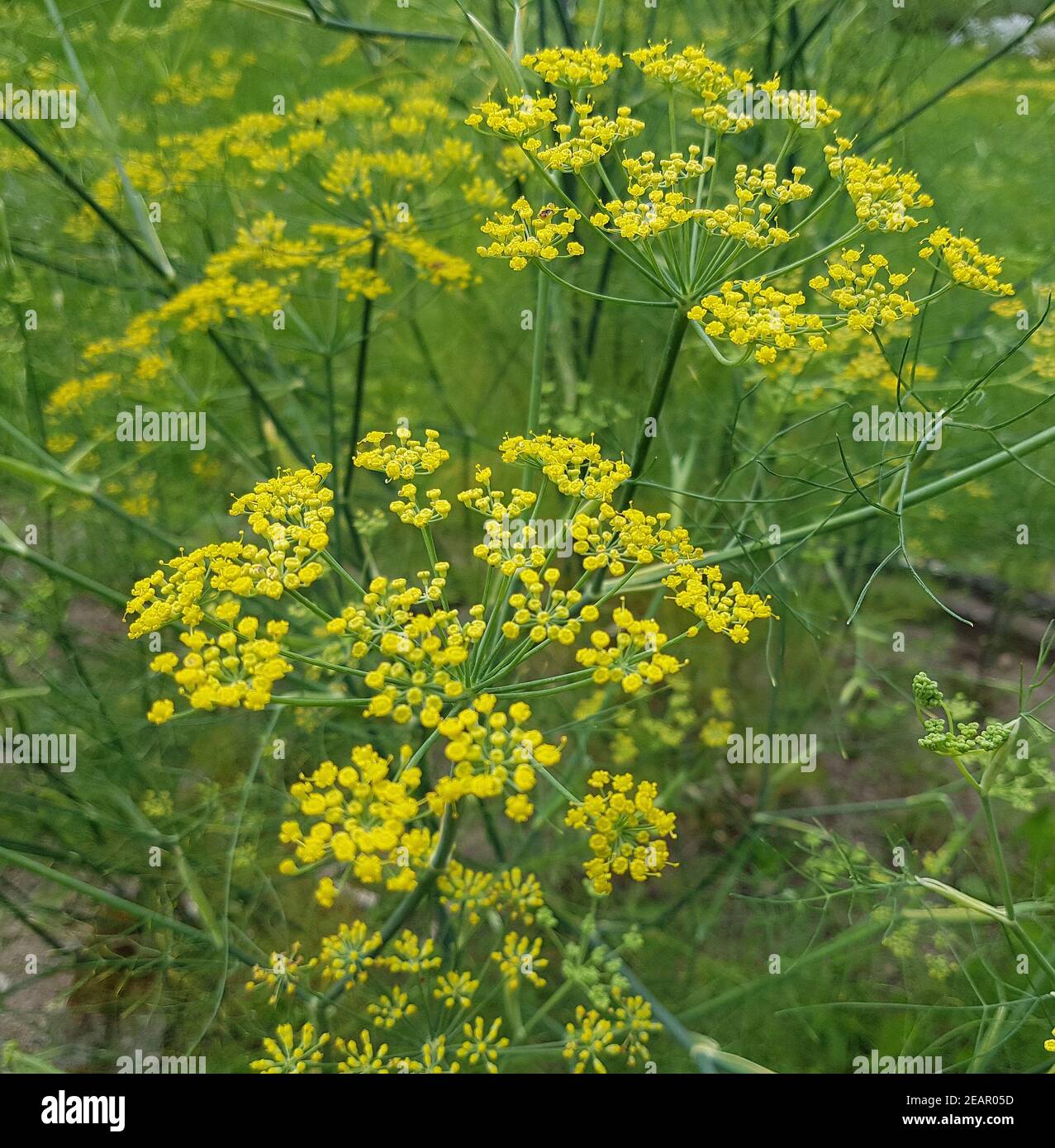 Fenchel Foeniculum, Vulgare Stock Photo - Alamy