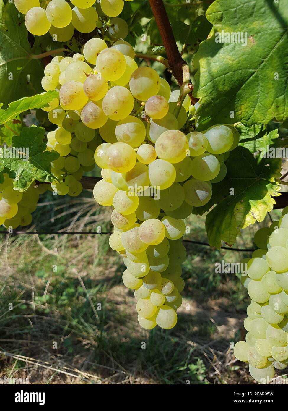 Fendant, Gutedel, Weisswein, Vitis, vinifera Stock Photo