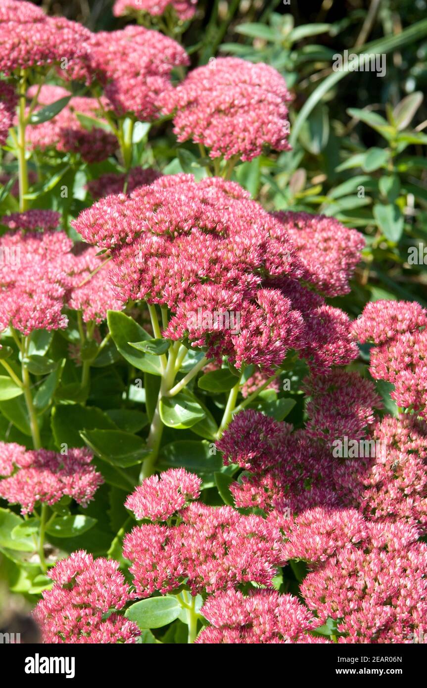 Fetthenne, Sedum, telephium Stock Photo