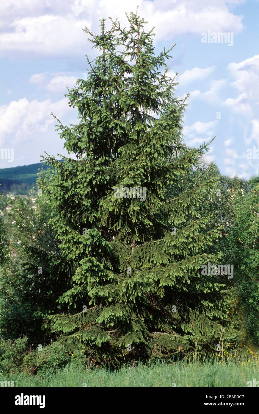 Fichte  Picea abies Stock Photo