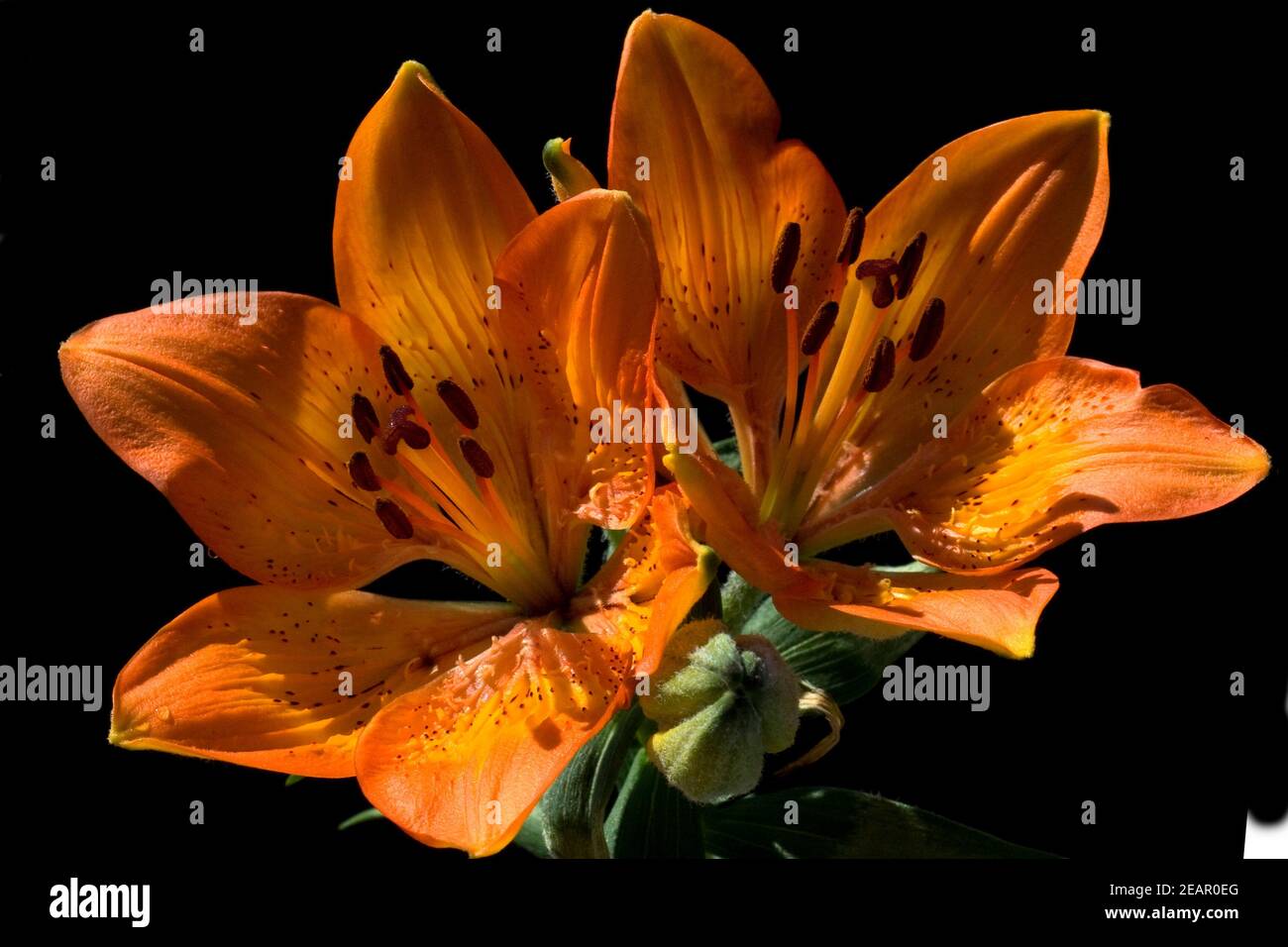 Feuerlilie; Feuer-Lilie; Lilium bulbiferum, Stock Photo