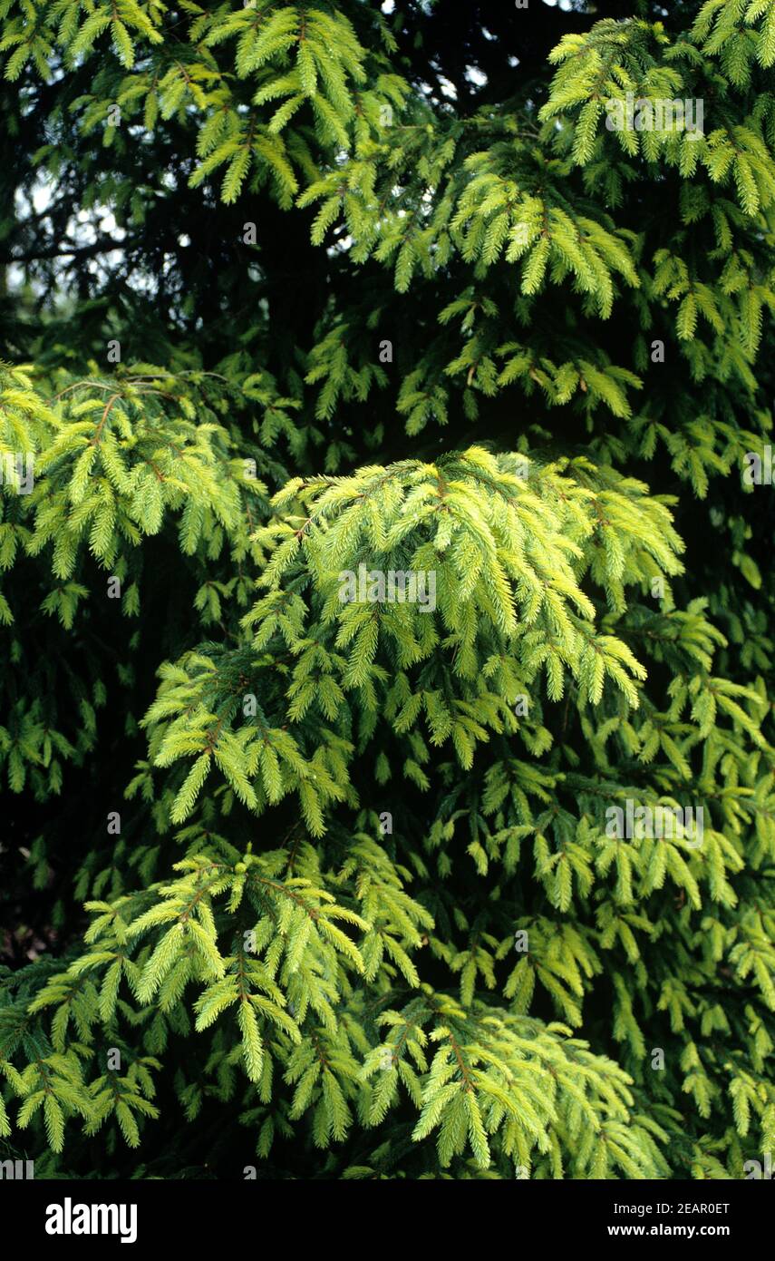 Fichte  Picea abies  Aurea Stock Photo