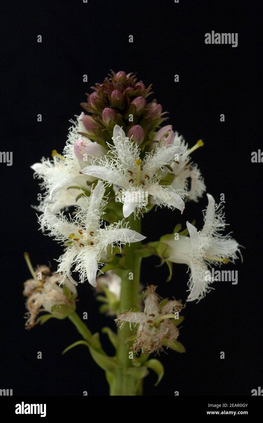 NatureHolic Fieberklee - Menyanthes Trifoliata Teichpflanze