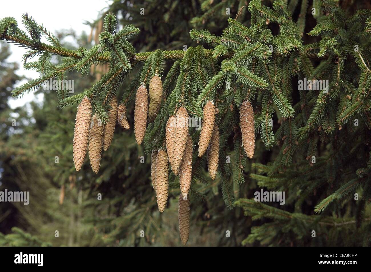 Fichtenast hi-res stock photography and images - Alamy