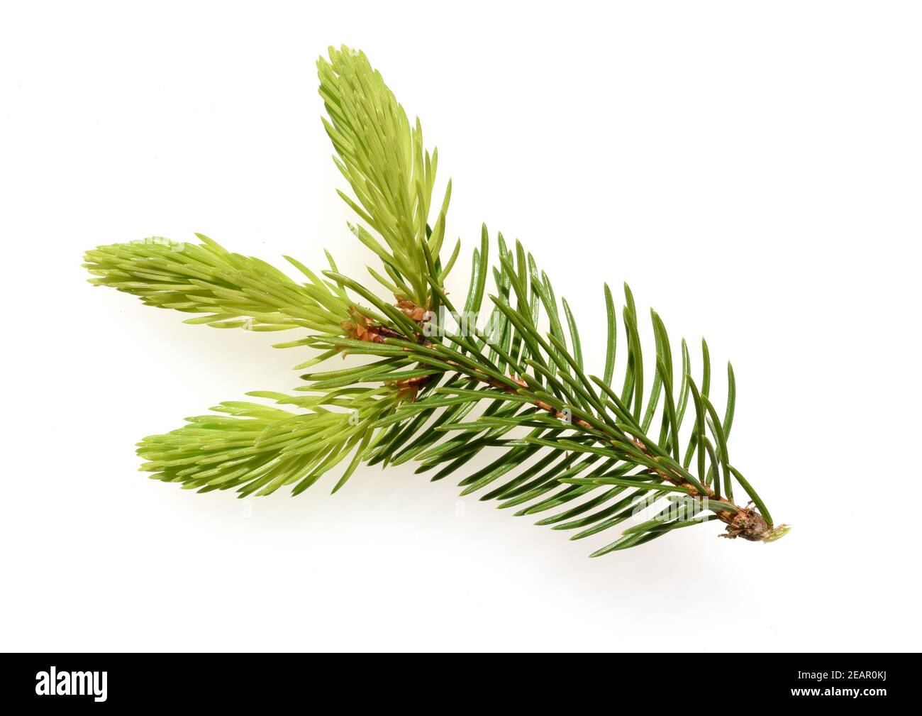 Fichte, Fichtenzweig, Fichtenast, Picea, abies Stock Photo