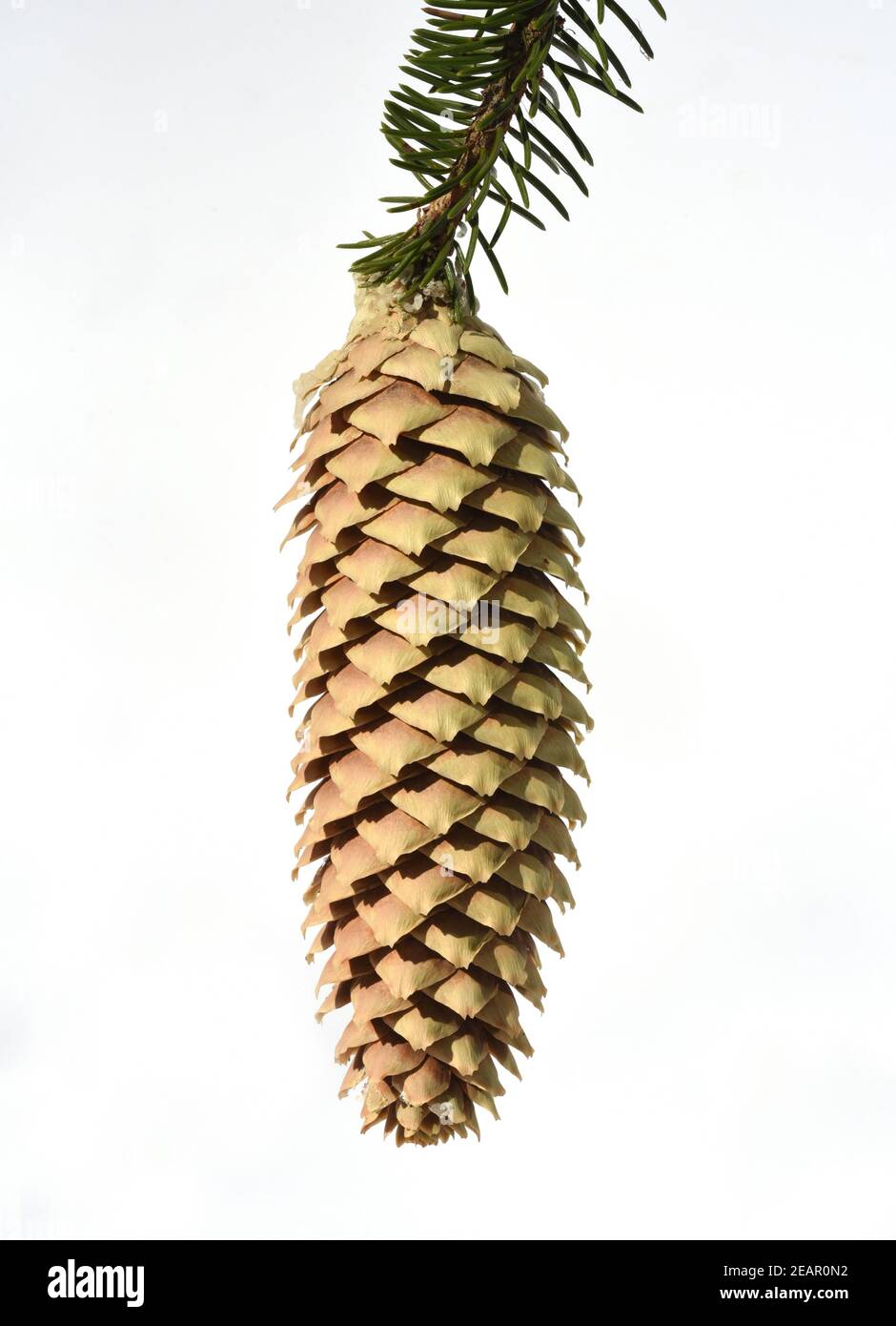 Fichtensamen, Fichtenzapfen, Picea, abies Stock Photo